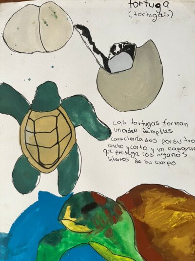 ilustracion de tortugas