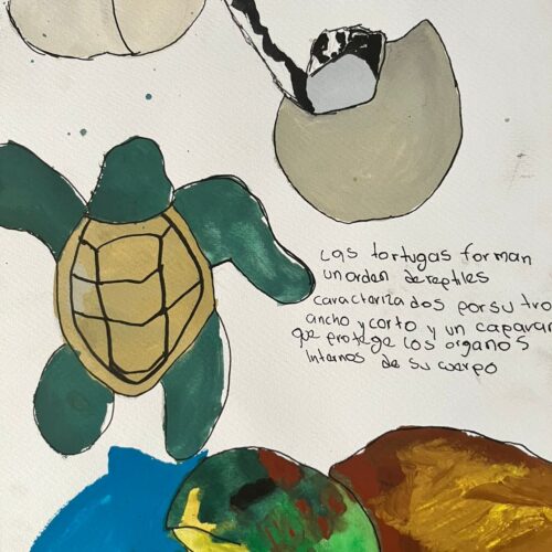 ilustracion de tortugas