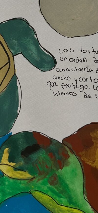ilustracion de tortugas