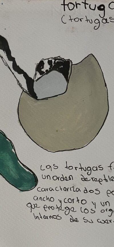 ilustracion de tortugas