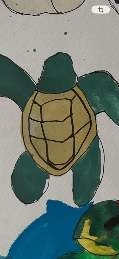 ilustracion de tortugas