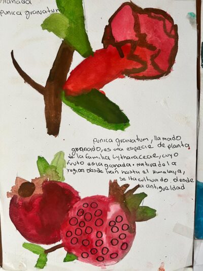ILUSTRACIÓN DE FRUTA