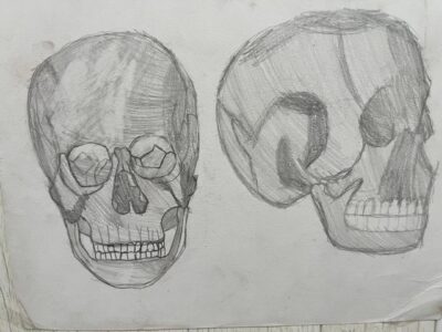 el cráneo humano