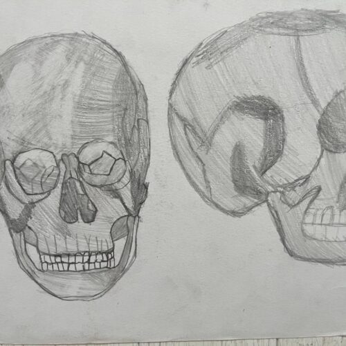 el cráneo humano